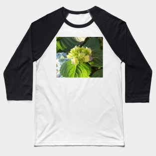 Hortensia flowers photo Baseball T-Shirt